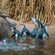 A group of penguins swimming in shallow water near tall grass and rocks